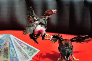 Chinh Phục Đá Gà Sabong M88 Để Nhận Thưởng Khủng Ngay Hôm Nay